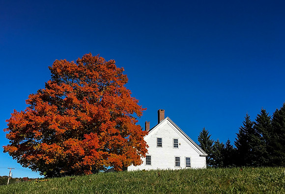 Sugar maple, Thomaston, ME
